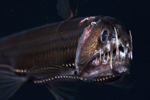 Pacific viperfish