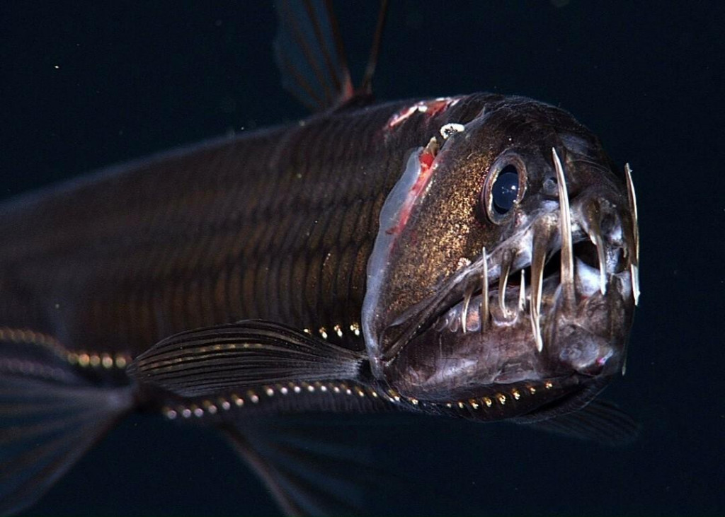 Pacific viperfish