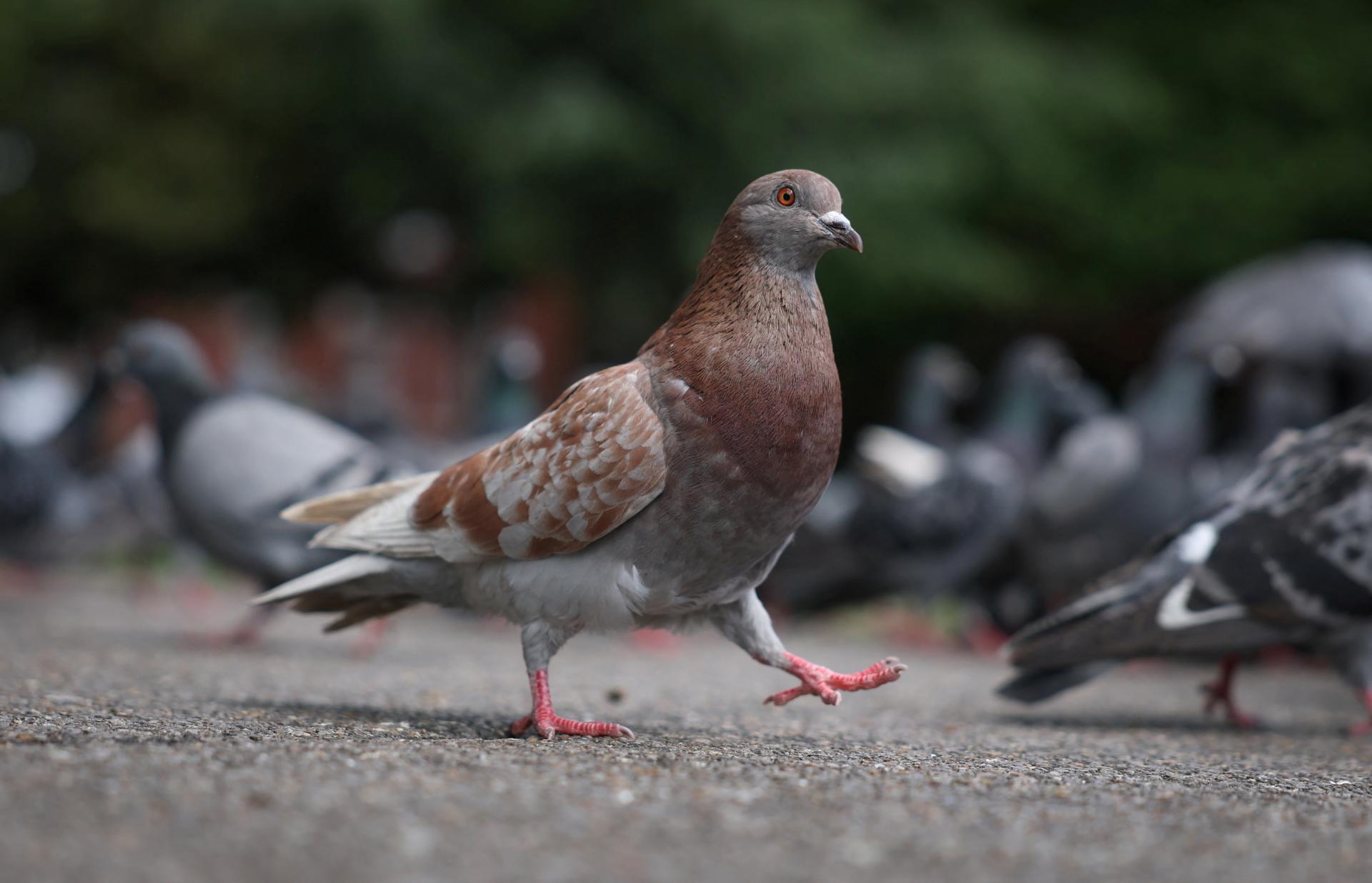 Rusko vyvíja vojnové holuby a havranov. Vďaka čipom v mozgu sa z nich stanú drony