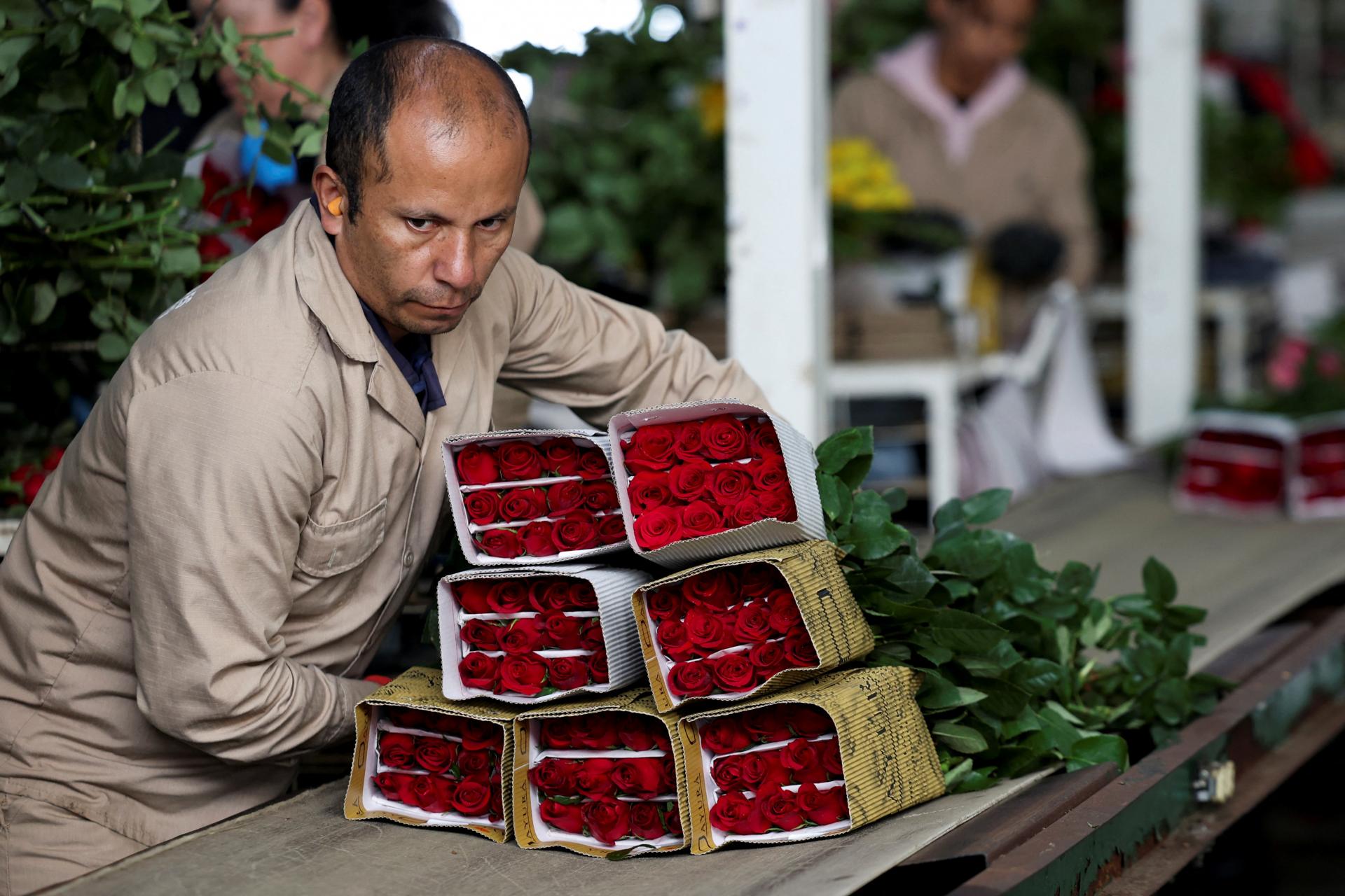 Kolumbia poslala pred Valentínom členom amerického Kongresu 18-tisíc ruží