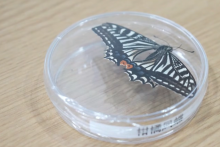 Mot&yacute;ľ z vesm&iacute;ru &scaron;okoval vedcov.