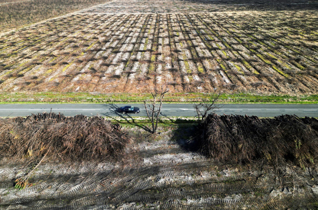 Pohľad na stromy, ktor&eacute; zhoreli počas lesn&yacute;ch požiarov, ktor&eacute; v&aacute;žne zasiahli lesy franc&uacute;zskeho regi&oacute;nu Gironde. FOTO: Reuters