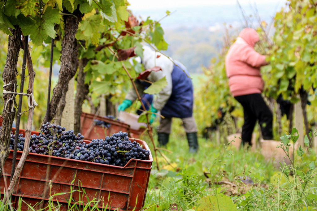Eur&oacute;pska &uacute;nia vypočula obavy poľnohospod&aacute;rov a vin&aacute;rov. FOTO: Maty&scaron;&aacute;k