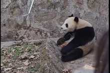 Panda s mobilom.