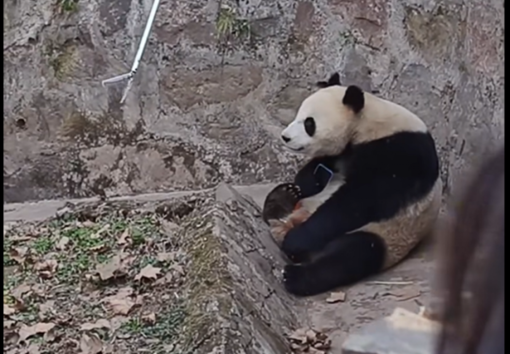 Panda s mobilom.