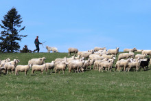 Bryndza sa vyr&aacute;ba z čerstvo odkvapkan&eacute;ho, nezohriateho ovčieho mlieka, nech&aacute; sa zrieť a potom sa drv&iacute;, melie a mie&scaron;a so soľou. FOTO: TASR/J&aacute;n Kro&scaron;l&aacute;k