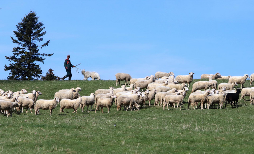 Bryndza sa vyr&aacute;ba z čerstvo odkvapkan&eacute;ho, nezohriateho ovčieho mlieka, nech&aacute; sa zrieť a potom sa drv&iacute;, melie a mie&scaron;a so soľou. FOTO: TASR/J&aacute;n Kro&scaron;l&aacute;k