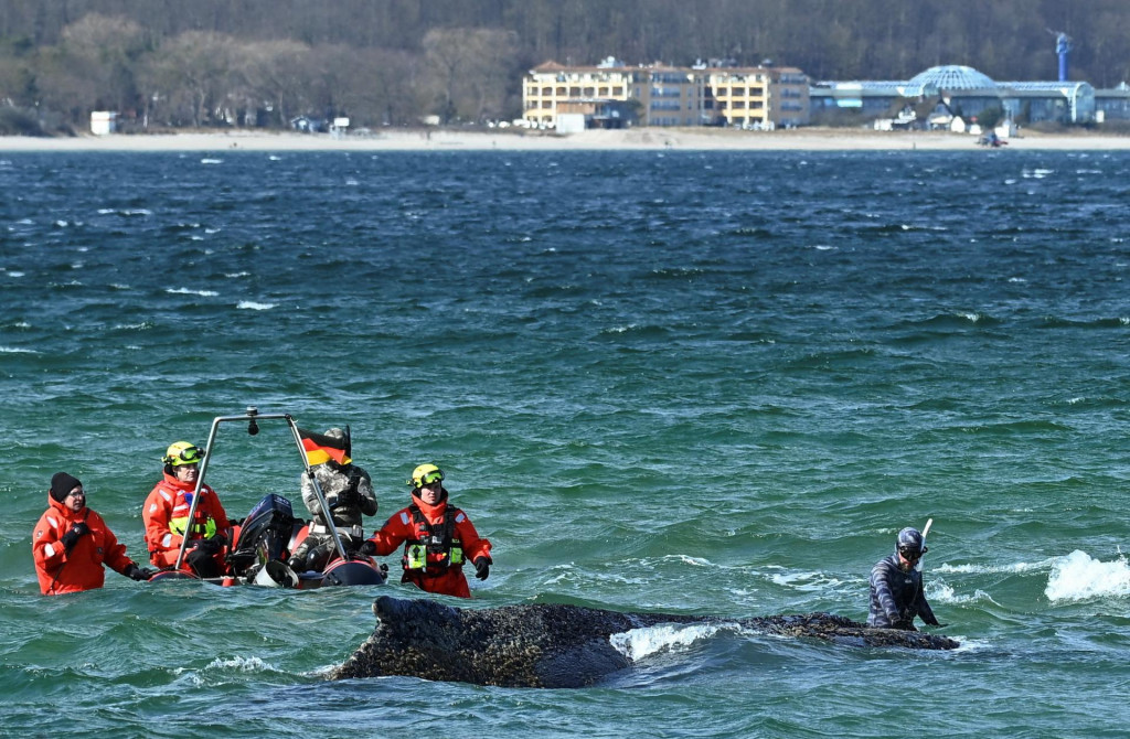 

Z&aacute;chran&aacute;ri snažia dostať uviaznut&uacute; veľrybu sp&auml;ť do Baltsk&eacute;ho mora na pl&aacute;ži Timmendorfer Strand v severnom Nemecku: FOTO: Reuters

