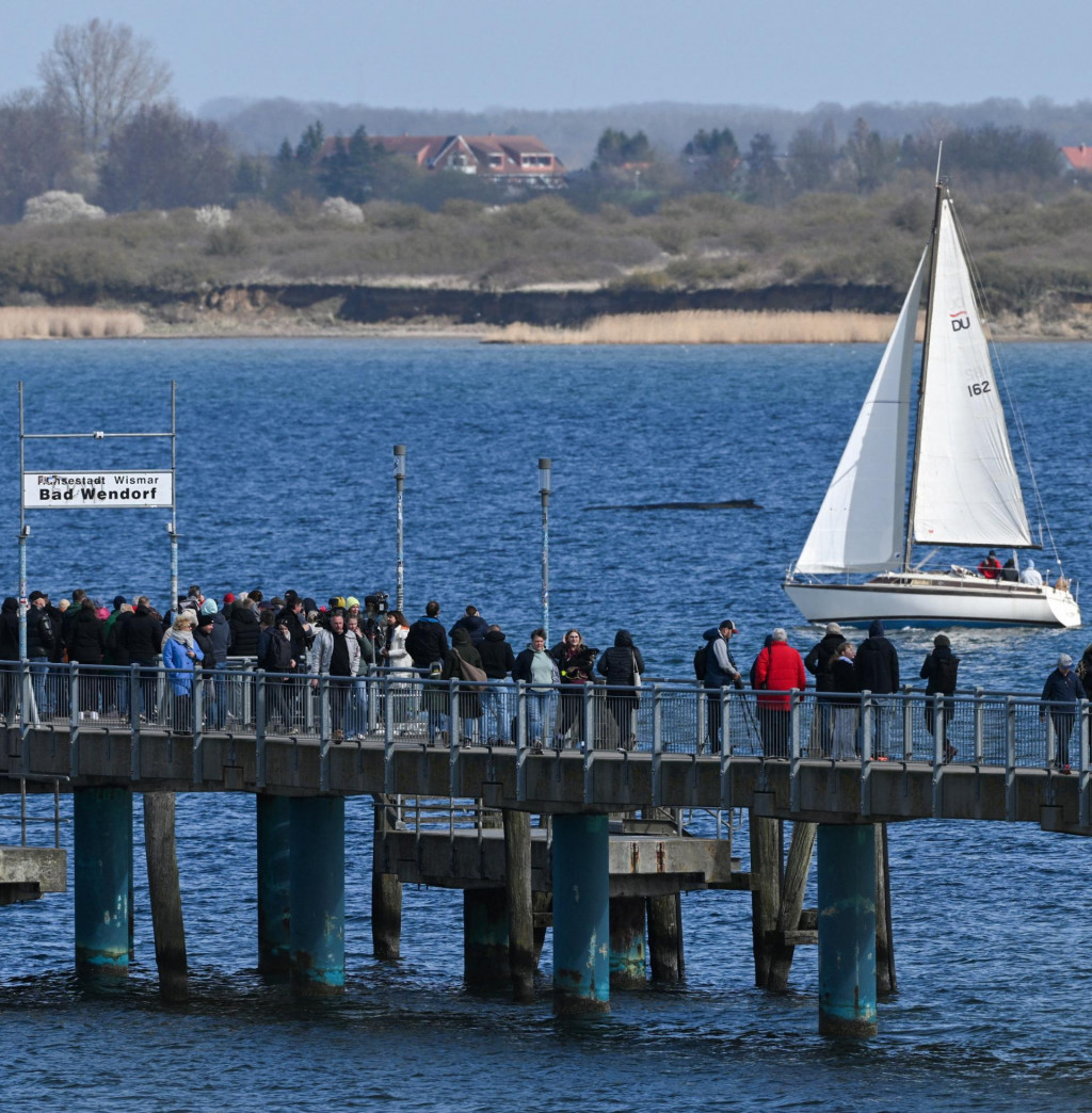 Ľudia sa zhromažďuj&uacute; na moste v z&aacute;live Wismar v Baltskom mori, kde vr&aacute;skavec op&auml;ť uviazol v plytkej vode. FOTO: Reuters