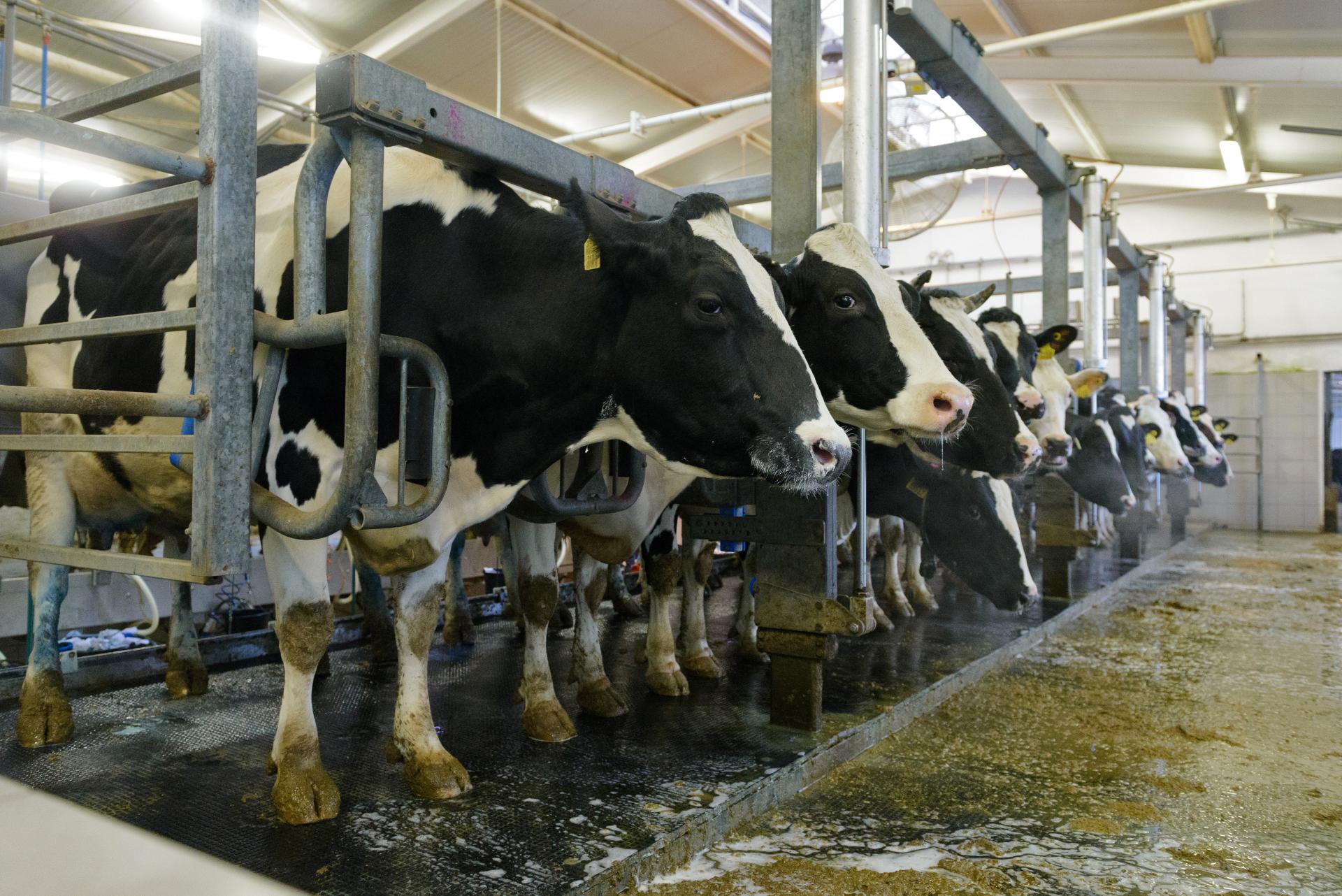 Rusko reorganizuje výrobu veterinárnych vakcín, reaguje na epidémiu pasteurelózy