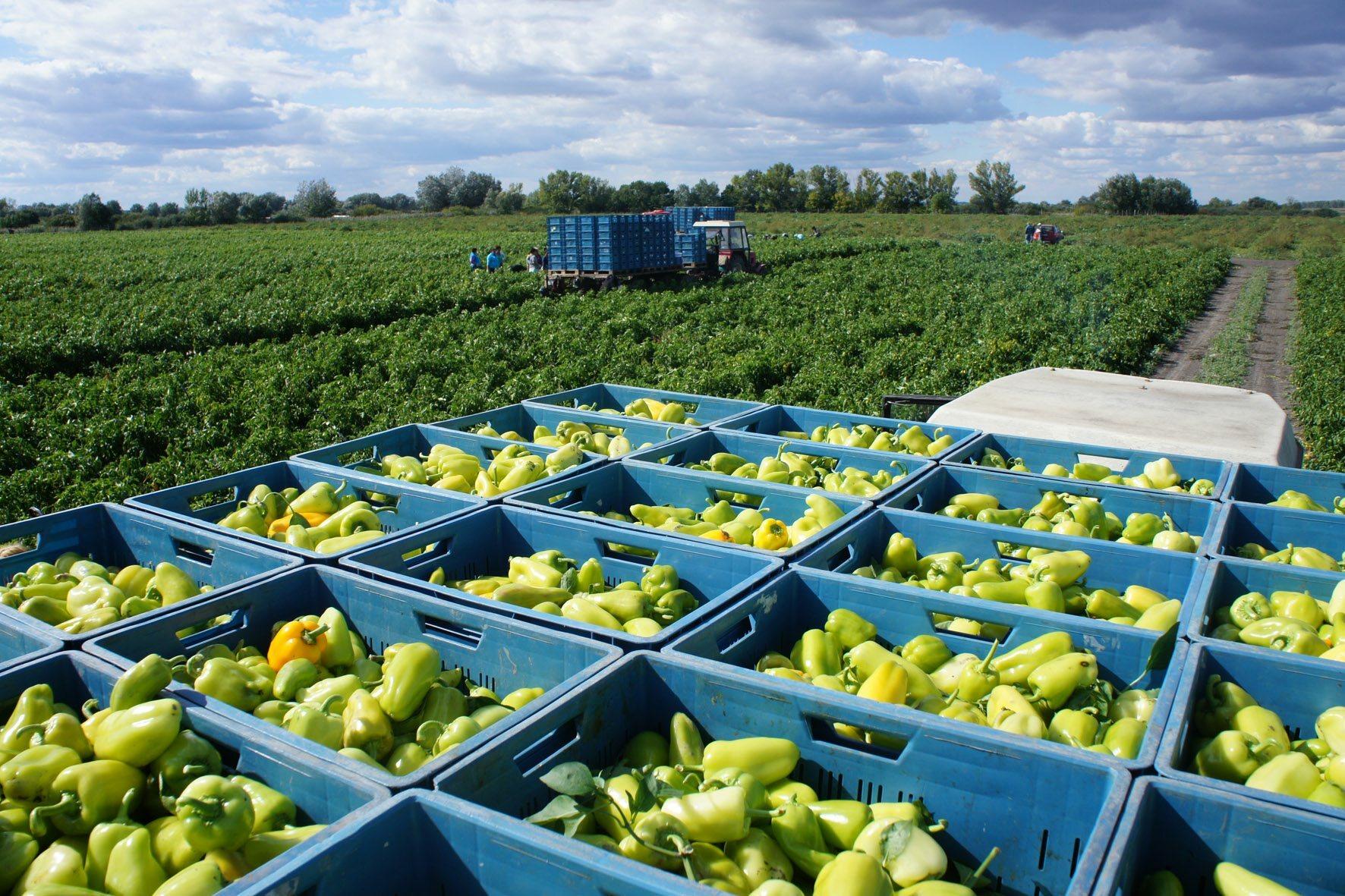 Obľúbená zelenina mizne zo slovenských polí. Výmera klesla päťnásobne, farmári vysvetľujú prečo