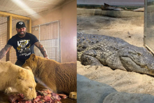 V&eacute;mola pri&scaron;iel o krokod&iacute;licu Lelu&scaron;ku.