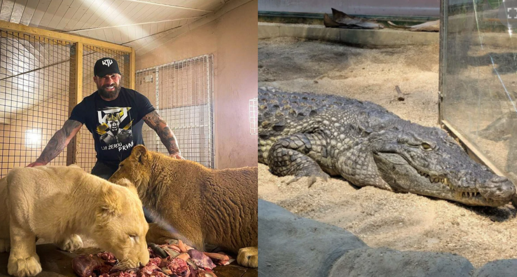 V&eacute;mola pri&scaron;iel o krokod&iacute;licu Lelu&scaron;ku.