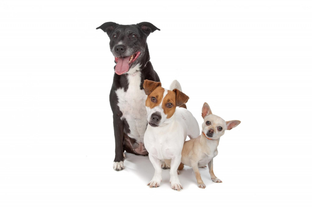 Ako dobre pozn&aacute;te plemen&aacute; psov?