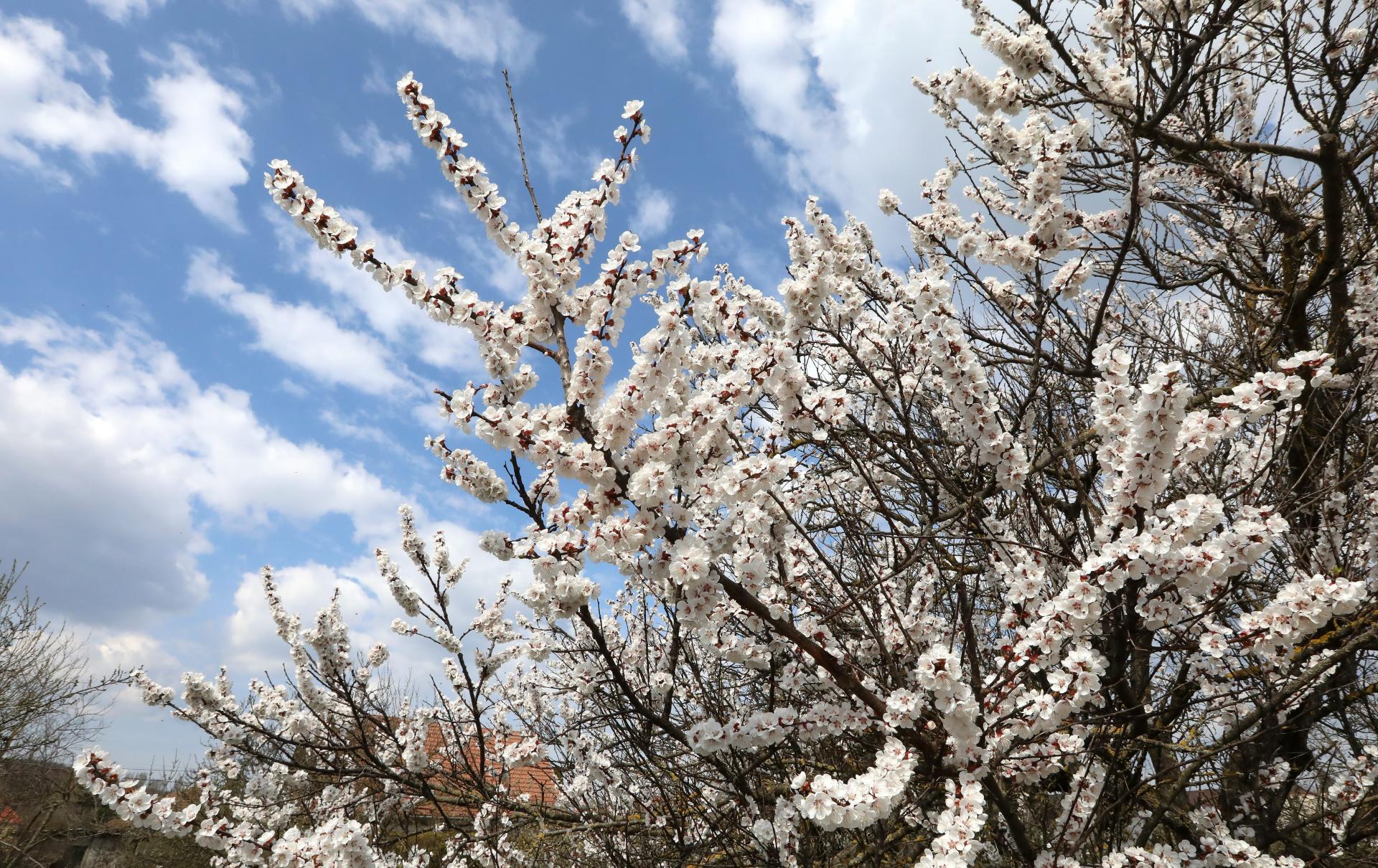 Začalo sa obdobie jarných mrazov. Cieľom je ochrániť čo najviac kvitnúcich stromov, hlásia ovocinári