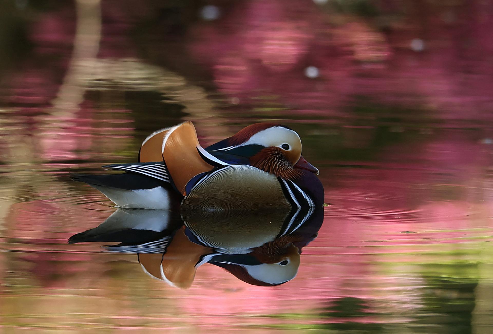 Robotické vozidlo prešlo kačicu. Incident vyvolal ďalšiu vlnu nevôle voči autonómnym zariadeniam