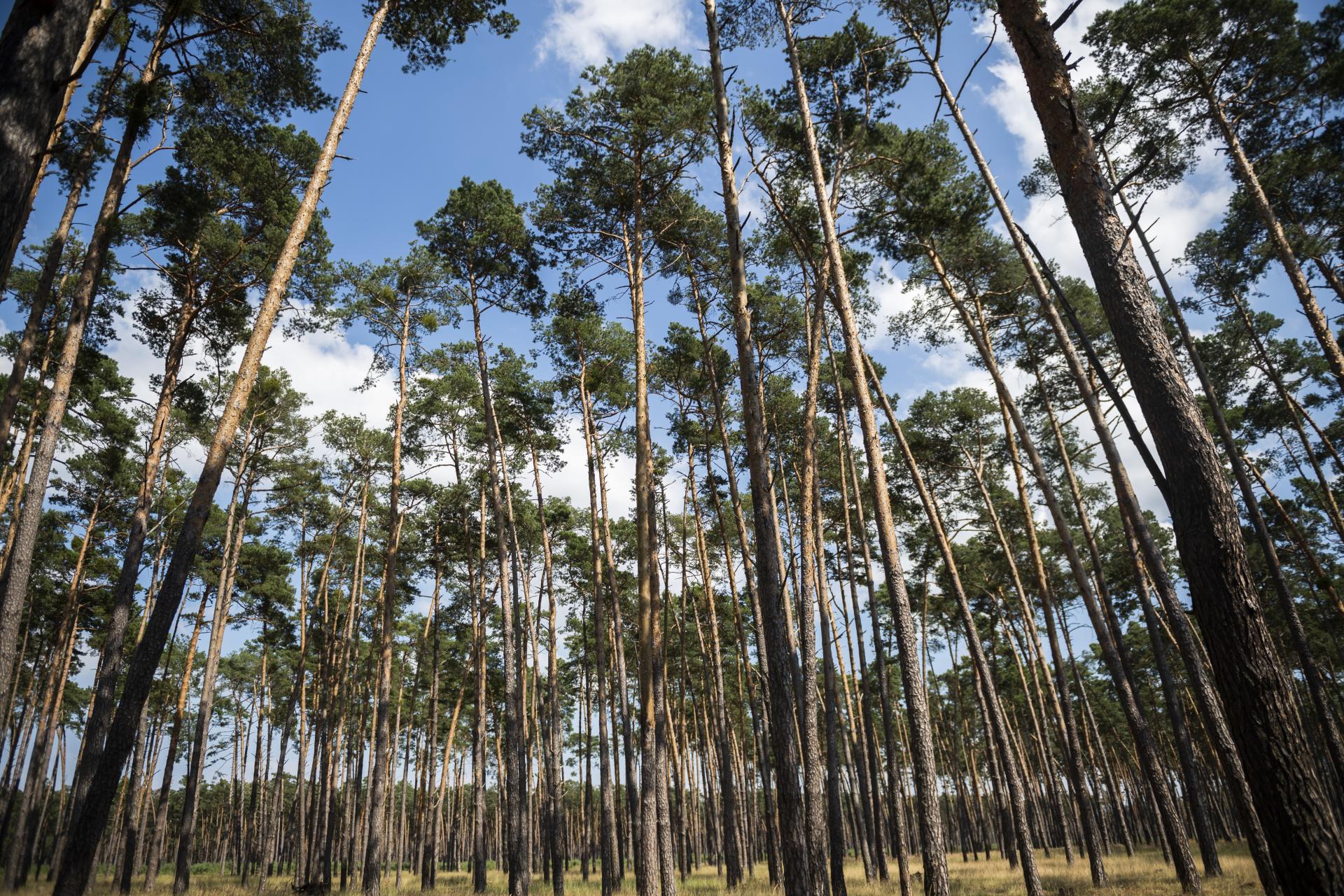 Nové strategické ciele trvalo udržateľného obhospodarovania lesov v európskych štátoch