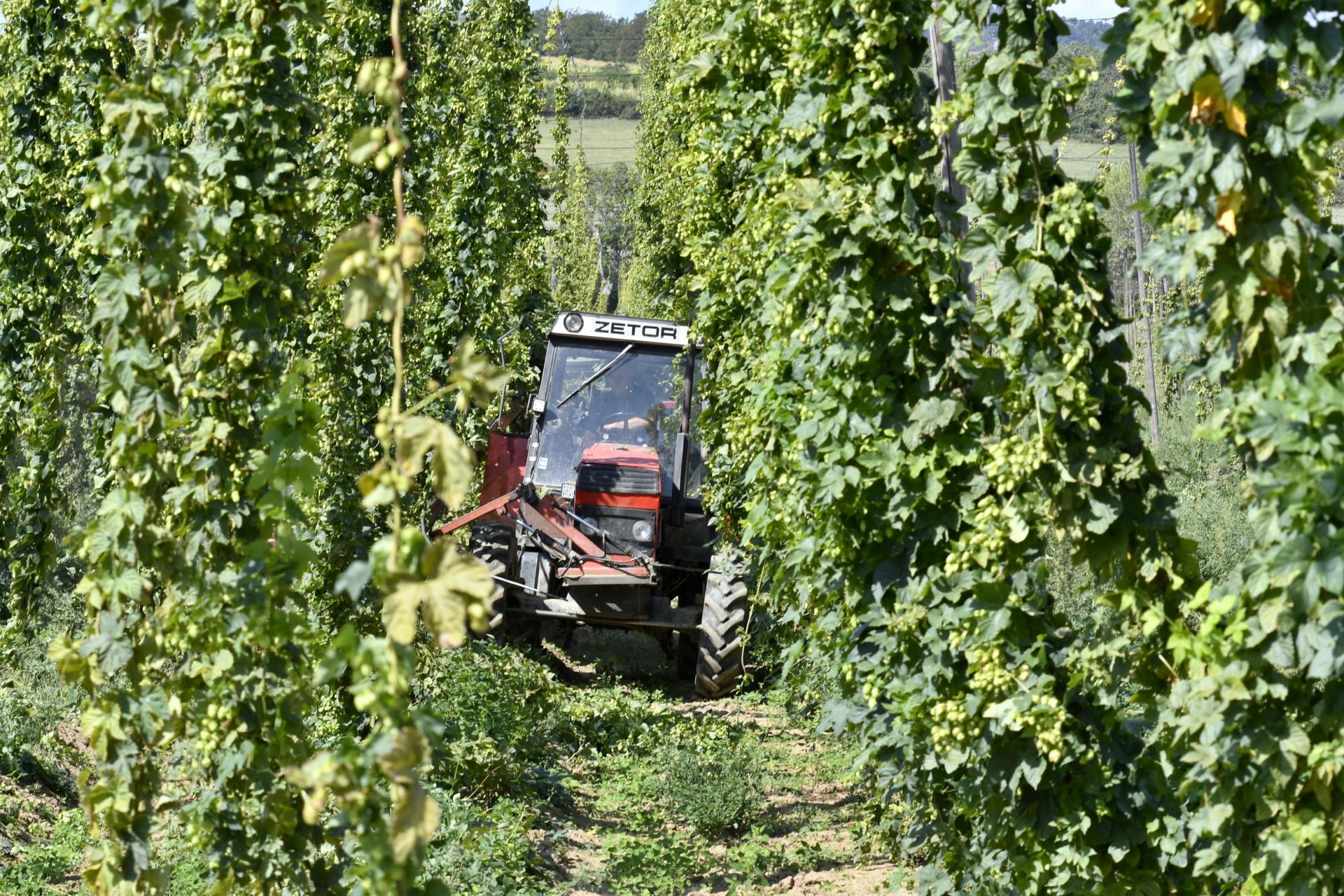 Od desiatok farm&aacute;rov k jedin&eacute;mu. Pestovanie plodiny s tis&iacute;cročnou trad&iacute;ciou u n&aacute;s upad&aacute;
