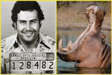Kolumbia chce utratiť až 80 hrochov, ktor&eacute; p&ocirc;vodne priviezol Pablo Escobar