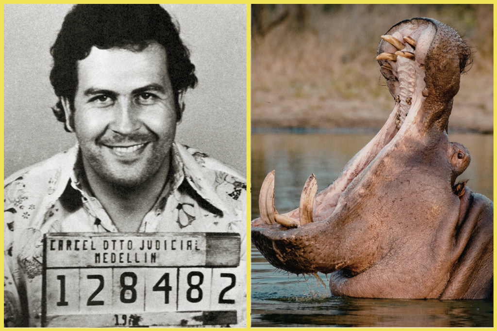 Kolumbia chce utratiť až 80 hrochov, ktor&eacute; p&ocirc;vodne priviezol Pablo Escobar