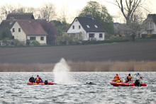 Veľryba pl&aacute;va vedľa lod&iacute;, ktor&eacute; sa ho snažia vyviesť z piesočnatej plytčiny v plytk&yacute;ch vod&aacute;ch pri Baltskom mori. FOTO: Reuters
