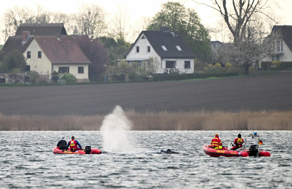 Veľryba pl&aacute;va vedľa lod&iacute;, ktor&eacute; sa ho snažia vyviesť z piesočnatej plytčiny v plytk&yacute;ch vod&aacute;ch pri Baltskom mori. FOTO: Reuters