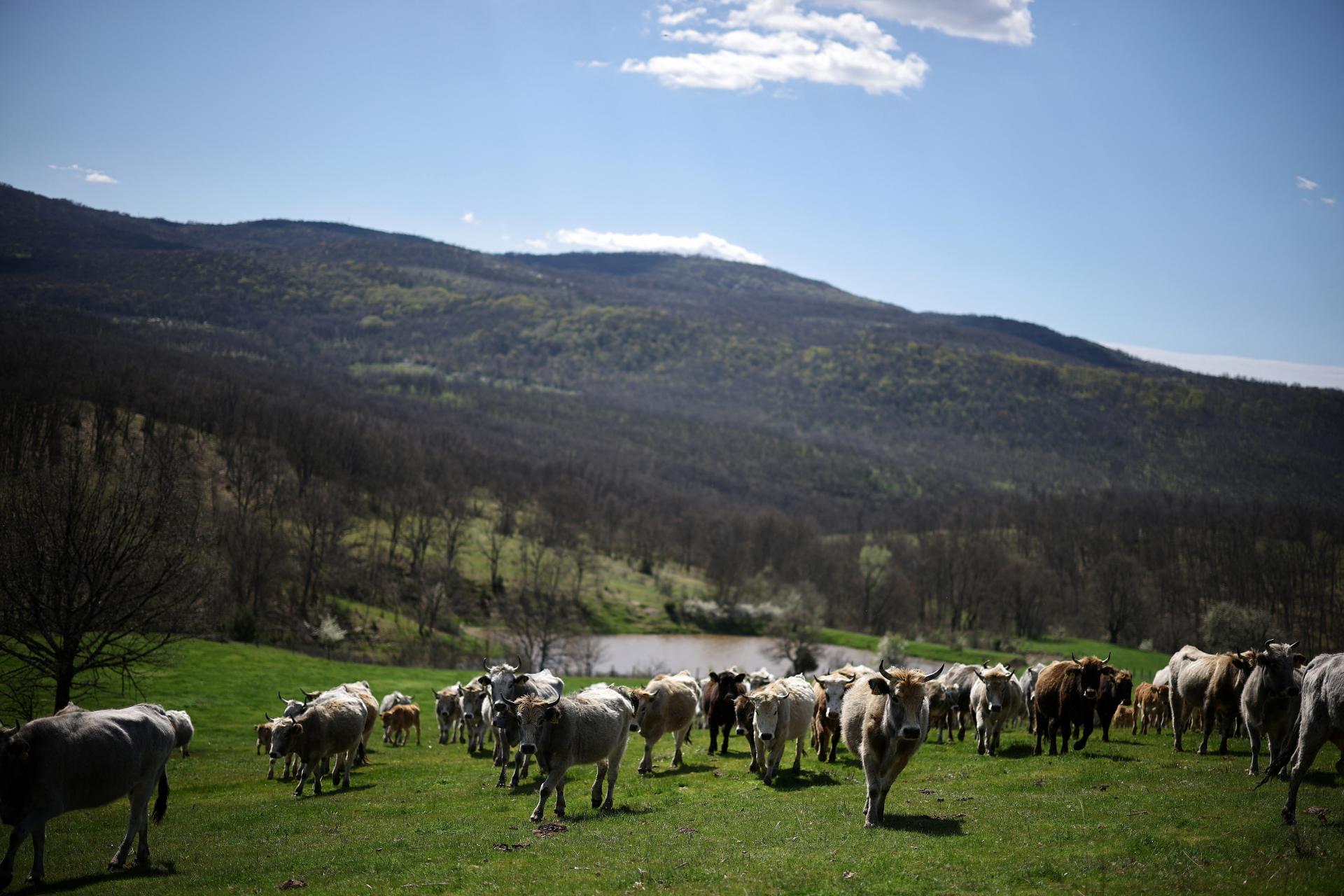 Nič odolnejšie voči vojne ako maštaľný hnoj neexistuje