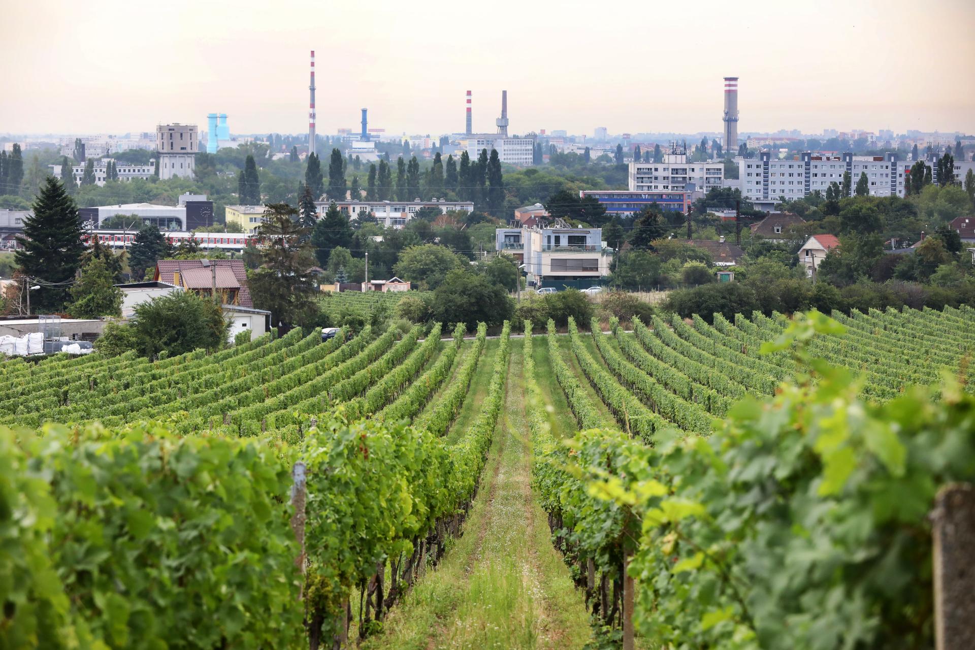 KVÍZ: Vyznáte sa vo víne? Ukážte, či by ste mohli byť someliérom