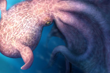 Ilustr&aacute;cia obrovskej chobotnice podobnej &bdquo;krakenovi&ldquo;