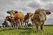 Nadbytok mlieka tlač&iacute; jeho ceny nadol. FOTO: flickr.com