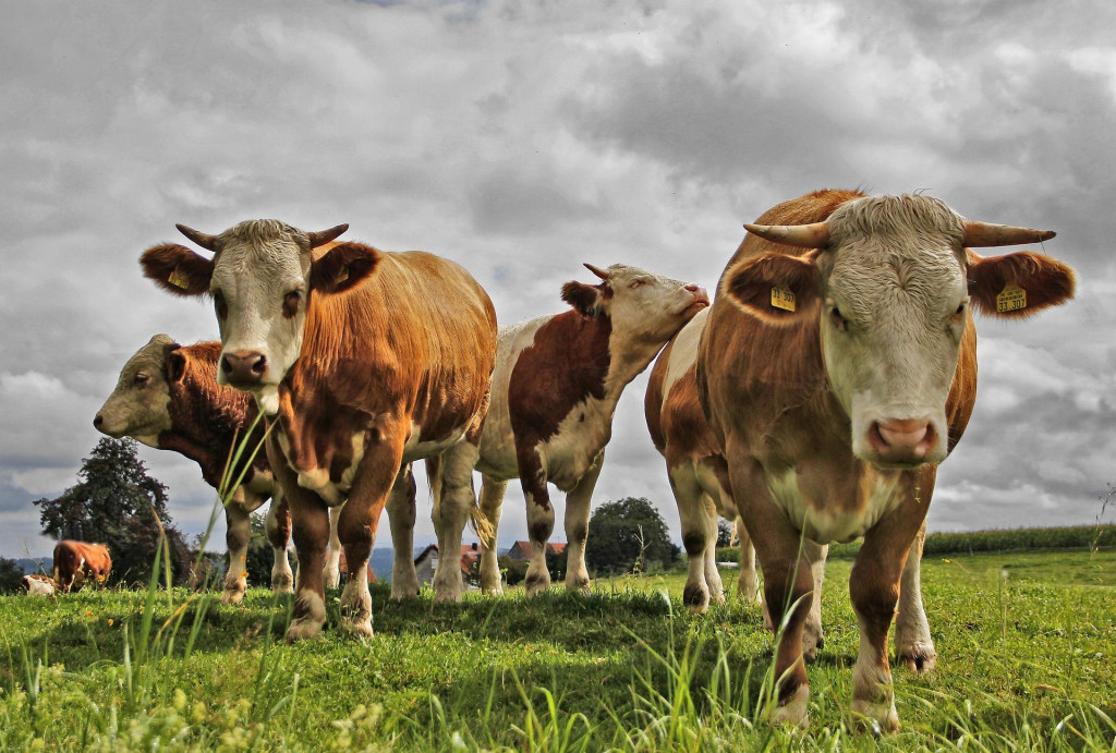 Nadbytok mlieka tlač&iacute; jeho ceny nadol. FOTO: flickr.com