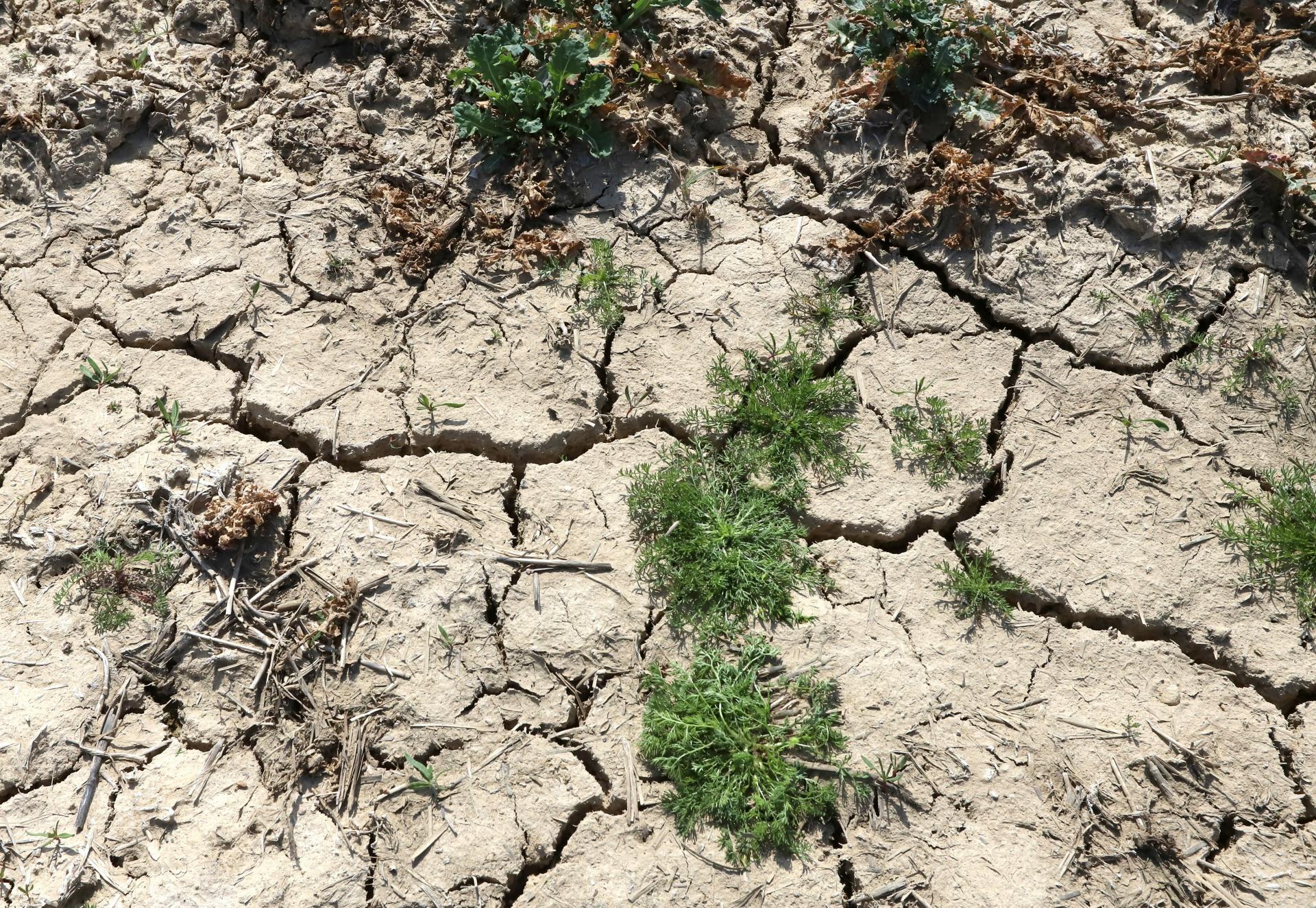 Slovensko čelí extrémnemu suchu. Takéto dlhé obdobie bez dažďa tu nebolo minimálne dekádu, hovorí pestovateľ