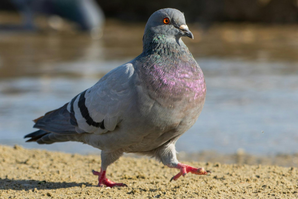 Mestsk&eacute; vt&aacute;ky sa viac boja žien než mužov