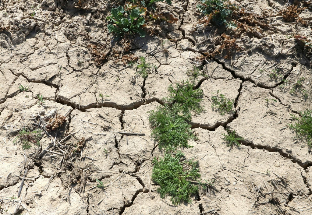 sucho r&ocirc;znej intenzity zasahuje približne 80 percent &uacute;zemia Slovenska, hl&aacute;sia meteorol&oacute;govia. FOTO: TASR/J. Kro&scaron;l&aacute;k