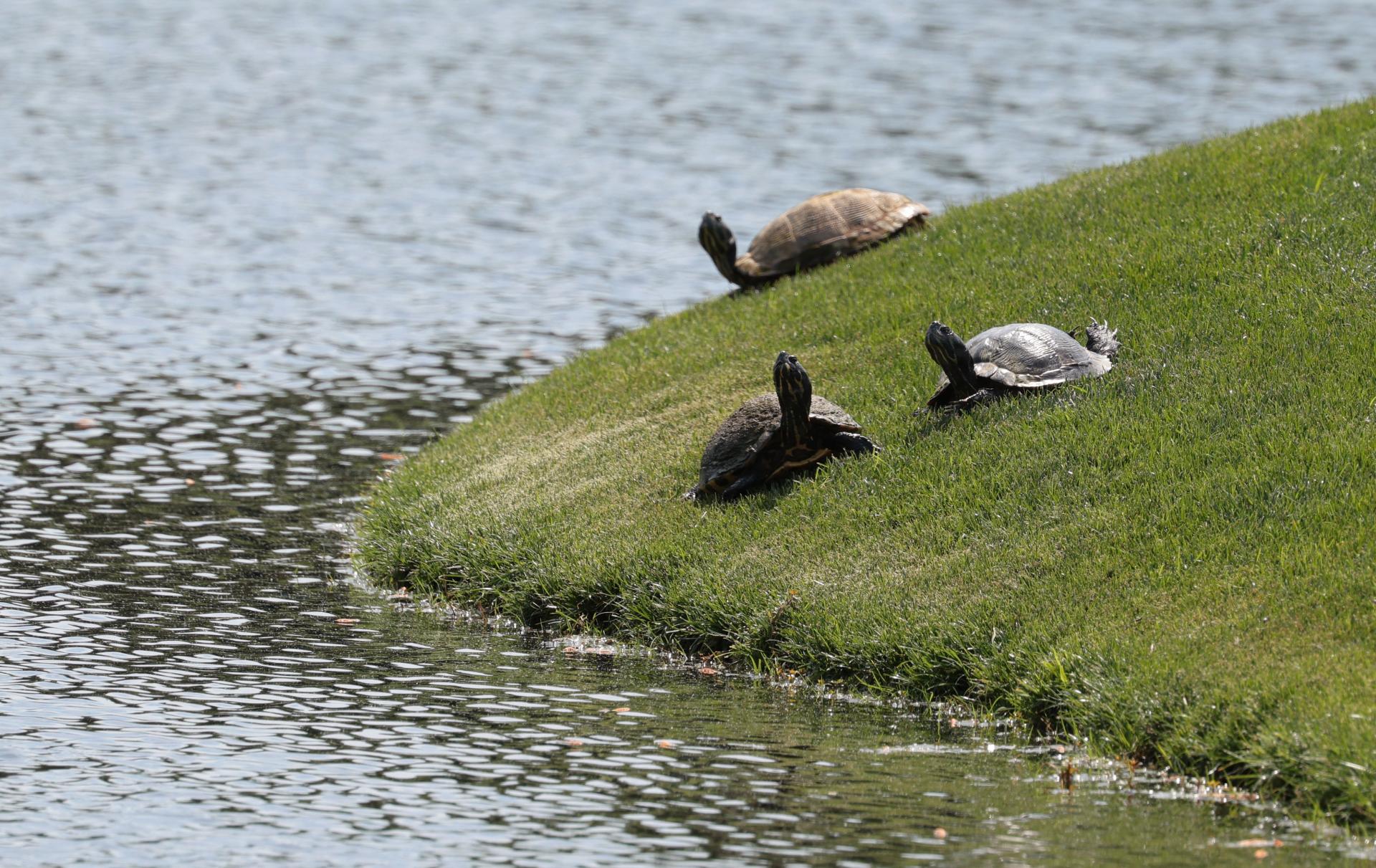Na letisku v Bangkoku zatkli t&iacute;nedžerku s 30 korytnačkami prilepen&yacute;mi na tele