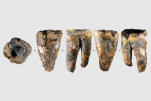 Neandert&aacute;lsky zub označen&yacute; ako Čagyrskaja 64 z piatich r&ocirc;znych uhlov.