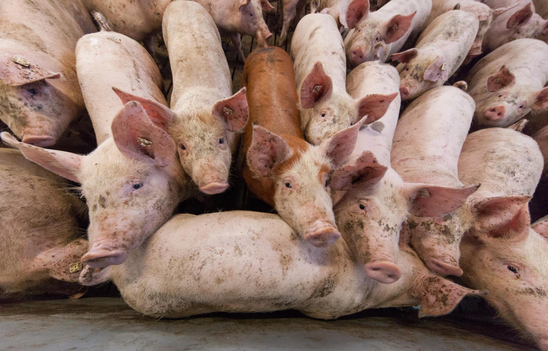 Štátni veterinári potvrdili výskyt ďalších dvoch ohnísk afrického moru ošípaných, súvisia s chovom v Lovči