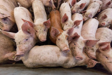 Veterin&aacute;ri zd&ocirc;razňuj&uacute;, že je nevyhnutn&eacute;, aby chovatelia nariaden&eacute; pravidl&aacute; skutočne dodržiavali a registrovali každ&yacute; chov vr&aacute;tane z&aacute;humienkov&yacute;ch, kde majitelia chovaj&uacute; alebo pl&aacute;nuj&uacute; chovať čo i len jednu o&scaron;&iacute;pan&uacute;. FOTO: TASR/DPA