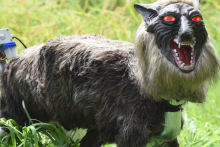 Monster Wolf je v Japonsku fenom&eacute;nom. Odstra&scaron;uje nebezpečn&eacute; medvede. FOTO: YouTube
