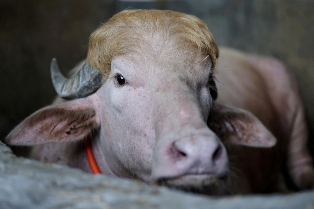 Zviera bolo prevezen&eacute; do zoo v Dh&aacute;ke a kupuj&uacute;cemu vr&aacute;tili peniaze. V zoo byvolovi vyčlenili vlastn&uacute; ohradu a pridelili o&scaron;etrovateľa. FOTO: REUTERS