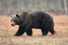 Medveď hned&yacute;. Ilustračn&eacute; foto: dreamstime