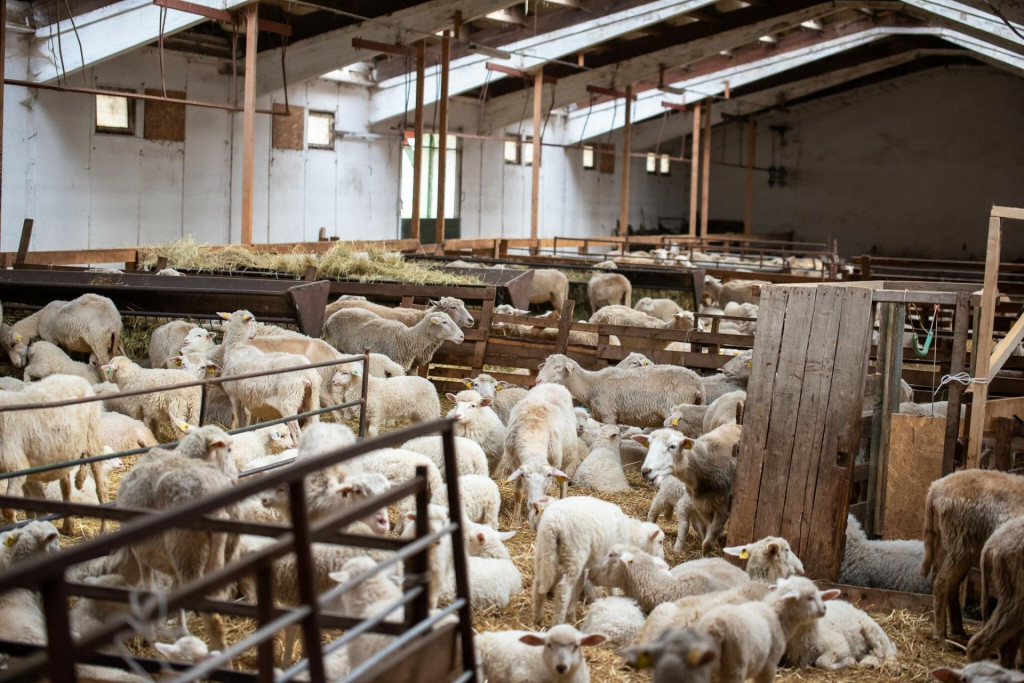 Veterin&aacute;ri upozorňuj&uacute;, že klie&scaron;te s&uacute; aktu&aacute;lne veľmi akt&iacute;vne a počet pr&iacute;padov ochorenia na Slovensku rastie, preto existuje zv&yacute;&scaron;en&eacute; riziko prenosu n&aacute;kazy na ľud&iacute; cez surov&eacute; mlieko a v&yacute;robky z neho. FOTO: Ministerstvo p&ocirc;dohospod&aacute;rstva