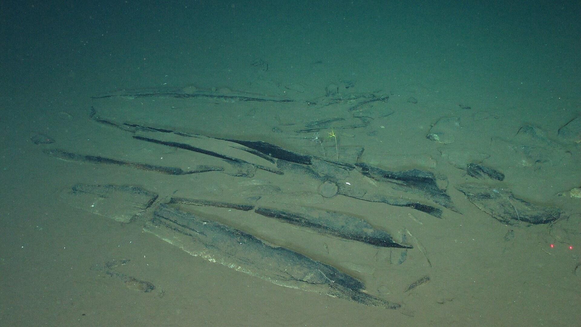 Bezprecedentné. Vedci objavili v oceáne obrovské veľrybie po