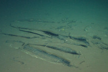 Vedci objavili na dne Indick&eacute;ho oce&aacute;nu rozsiahle pohrebisko veľr&yacute;b. FOTO: TASR/AP