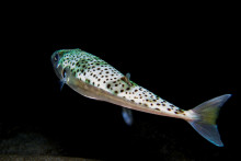 &Scaron;tvorzubec striebrop&aacute;sy. FOTO: Dreamstime
