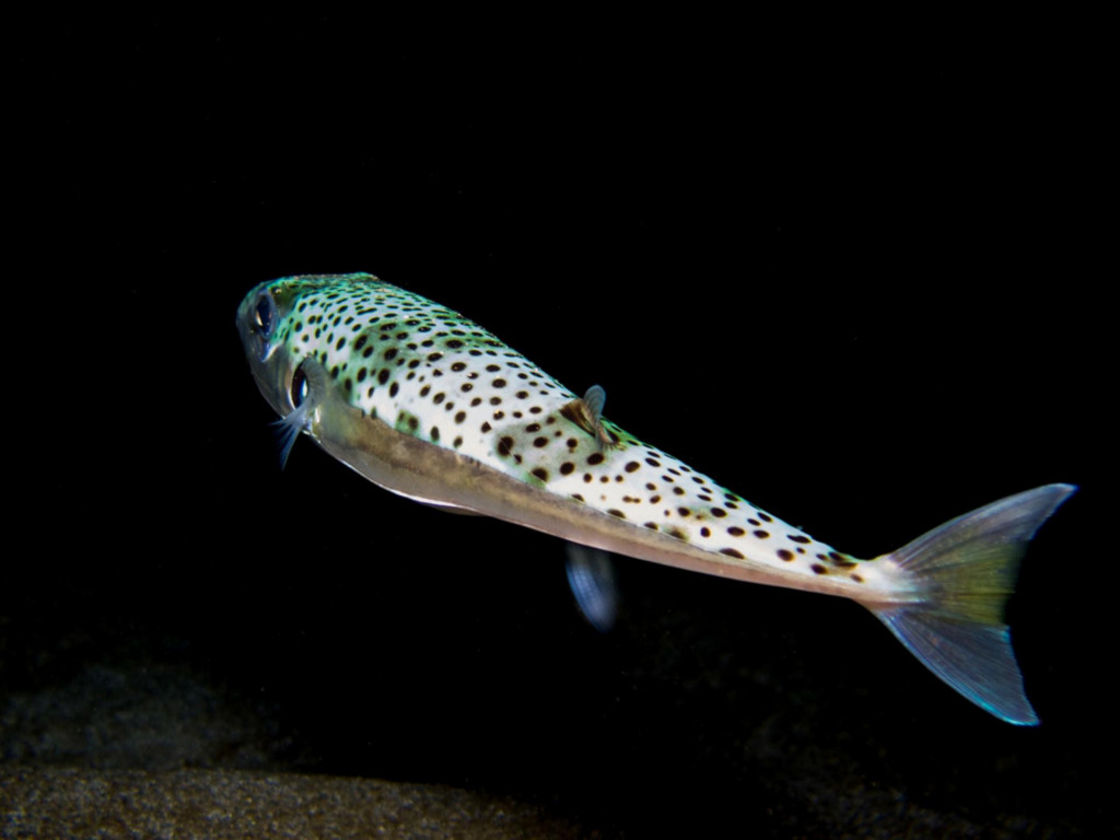 &Scaron;tvorzubec striebrop&aacute;sy. FOTO: Dreamstime