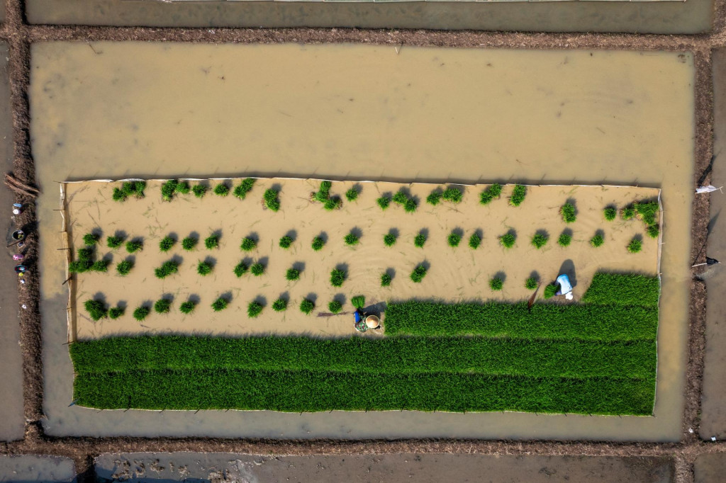 Pohľad z dronu ukazuje farm&aacute;rov, ako sadia sadenice ryže na ryžovom poli v Indon&eacute;zii. FOTO: Reuters