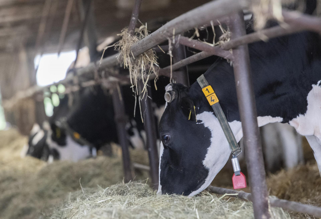 Slovensk&iacute; chovatelia chc&uacute; investovan&iacute;m posilniť d&ocirc;veru spotrebiteľov v dom&aacute;ce m&auml;so a upozorniť na v&yacute;znam jeho p&ocirc;vodu, bezpečnosti a kvality. FOTO: TASR/Martin Baumann