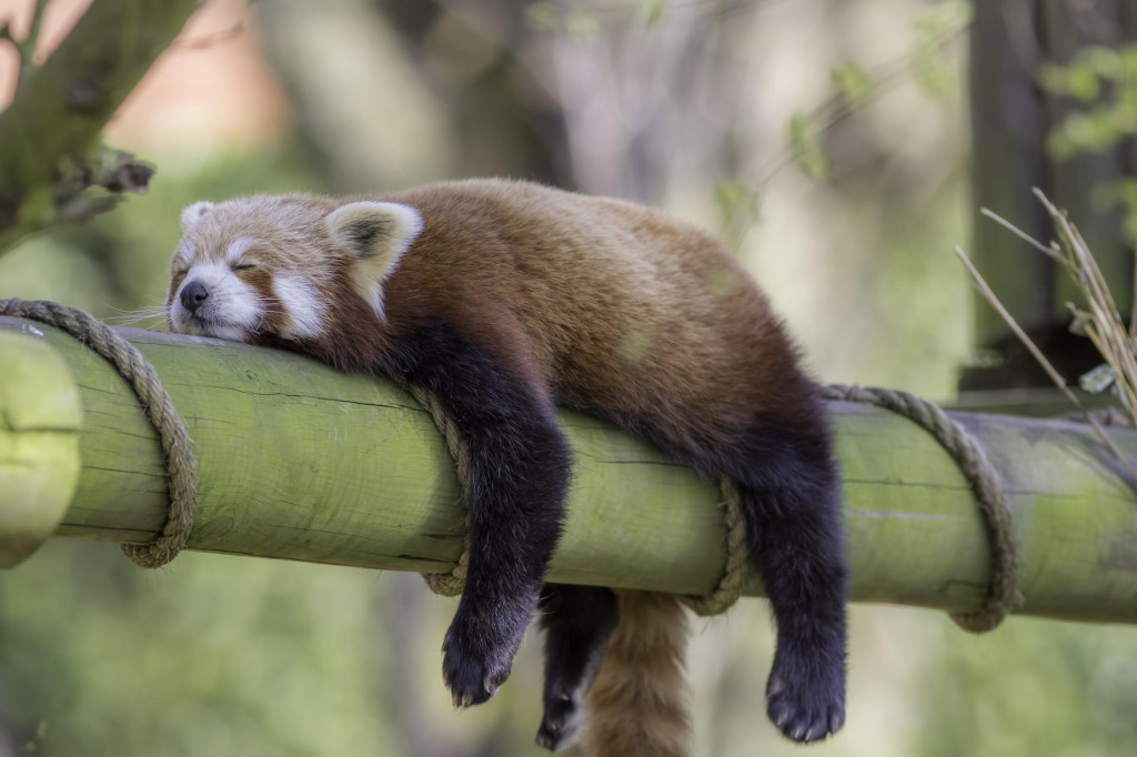 Na ilustračnej sn&iacute;mke spiaca panda červen&aacute;. FOTO: Dreamstime