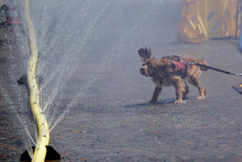 Ilustračn&aacute; fotografia. FOTO: TASR/AP